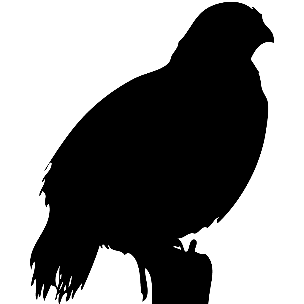 1024x1024 California Quail Overview, All About Birds, Cornell Lab Of Ornithology