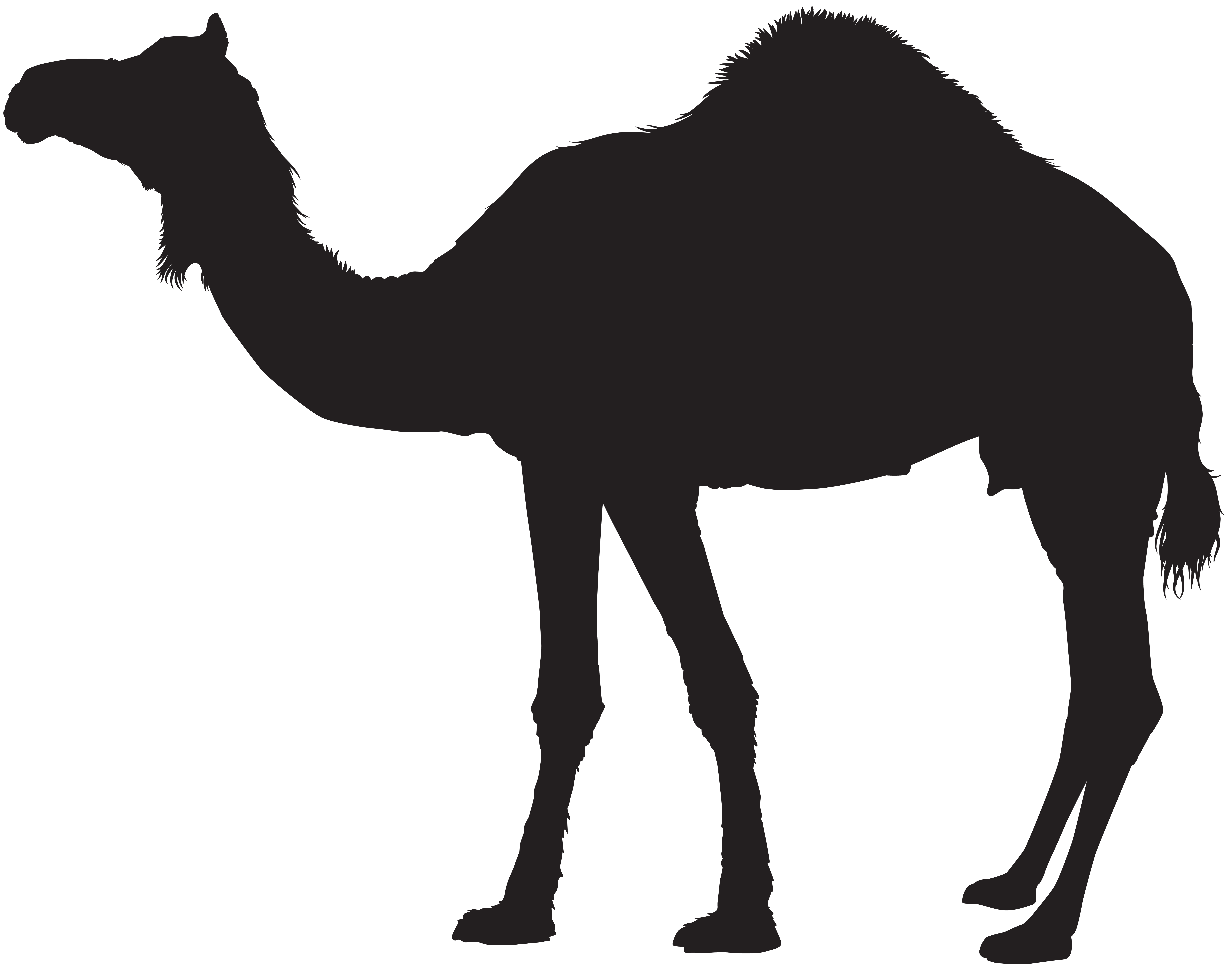 8000x6279 Camel Silhouette Transparent Png Clip Artu200b Gallery Yopriceville