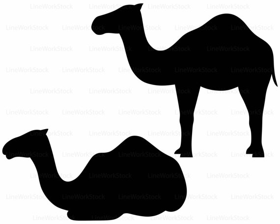 570x456 Camel Svgcamel Clipartcamel Svgcamel Silhouettecamel