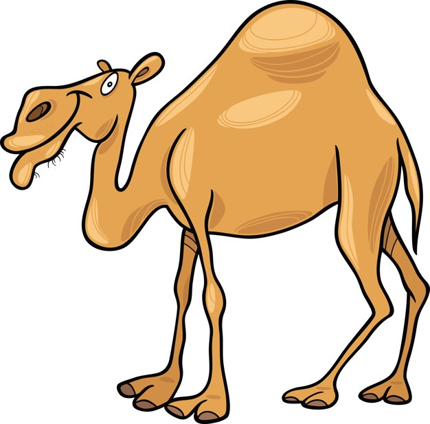 626x617 Dromedary Vectors, Photos And Psd Files Free Download