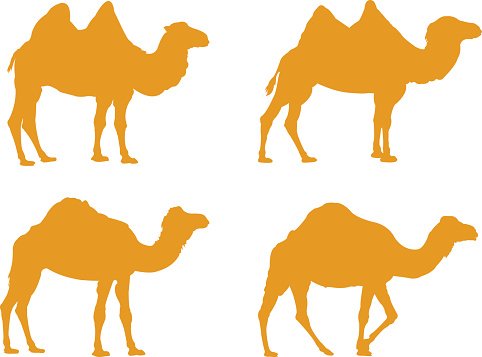 482x357 Camels Silhouette Premium Clipart