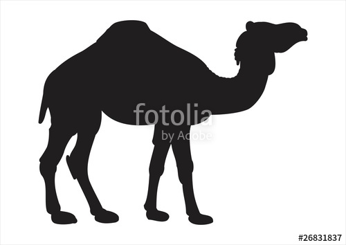 500x354 Camel Silhouette Stock Photo And Royalty Free Images On Fotolia