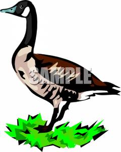 240x300 Canada Goose Silhouette Clip Art. Download Free Versions
