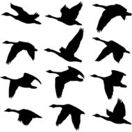 190x190 Canada Goose Silhouette Premium Clipart