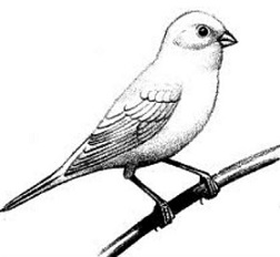 252x232 Free Canary Cliparts, Hanslodge Clip Art Collection
