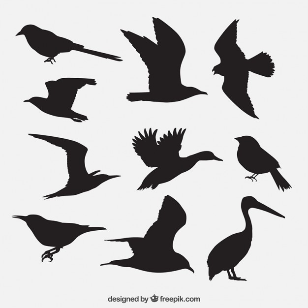 626x626 Sparrow Vectors, Photos And Psd Files Free Download