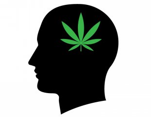 310x240 Major Study Finds Marijuana Does Not Reduce Iq In Teens Alternet