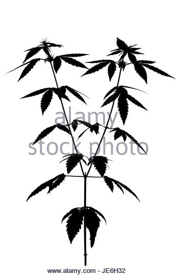 347x540 Cannabis Black And White Stock Photos Amp Images
