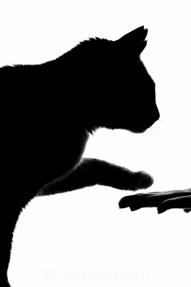 667x1000 Pontificats Silhouette