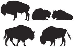 253x160 Buffalo Clipart Buffalo Herd Clipart