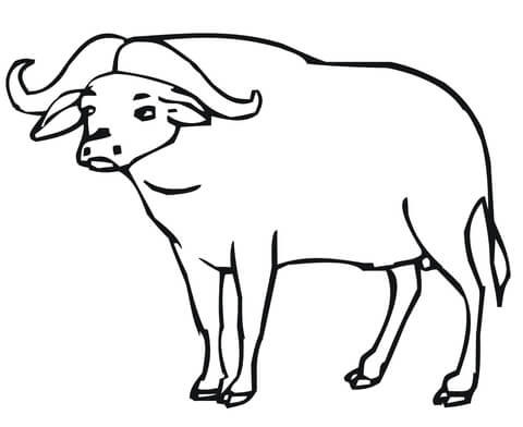 480x392 African Buffalo Coloring Page Free Printable Coloring Pages