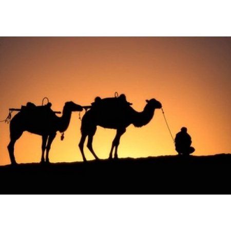 450x450 Camel Caravan Silhouette