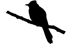 300x180 Bird Id Skills Size Amp Shape All About Birds