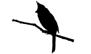 300x180 Bird Id Skills Size Amp Shape Northern Cardinal And Bird