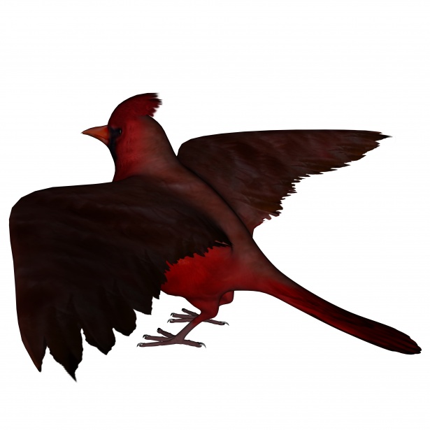 615x615 Cardinal Free Stock Photo