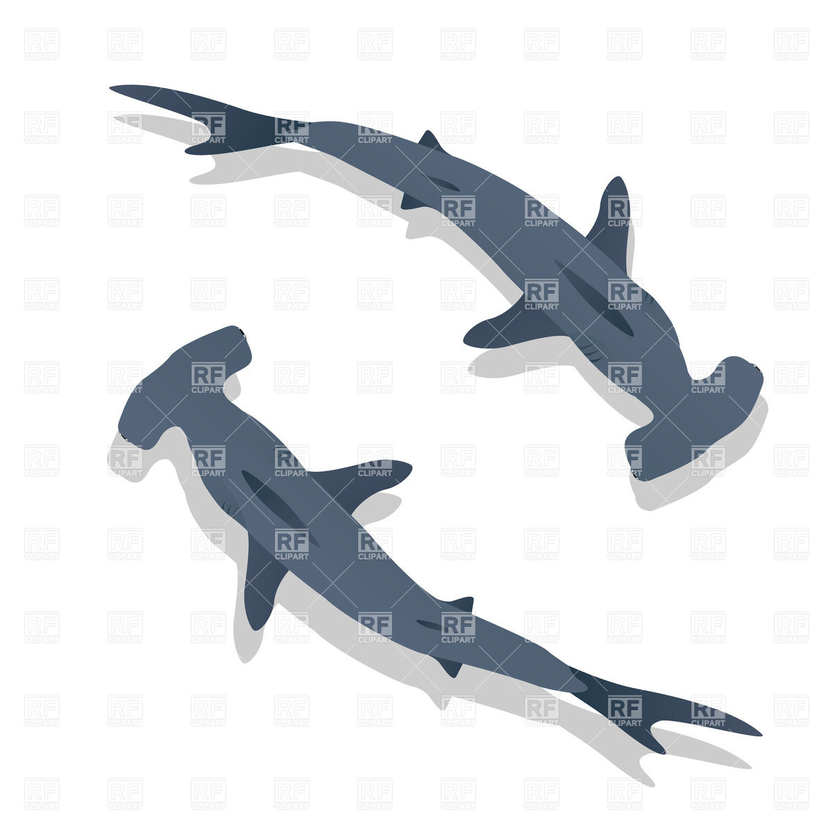 1200x1200 Hammer Headed Shark (Bonnethead) Top View Royalty Free Vector Clip