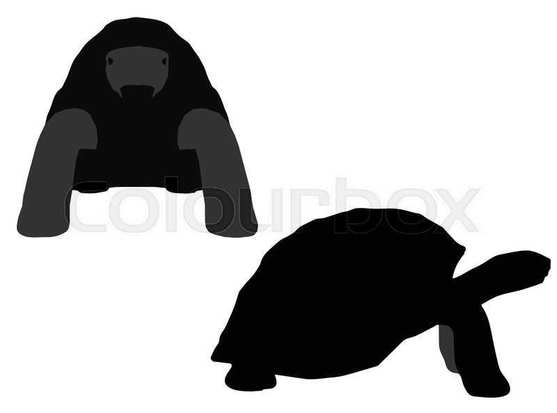 800x594 Eps 10 Vector Illustration Of Turtle, Tortoise Silhouette Stock