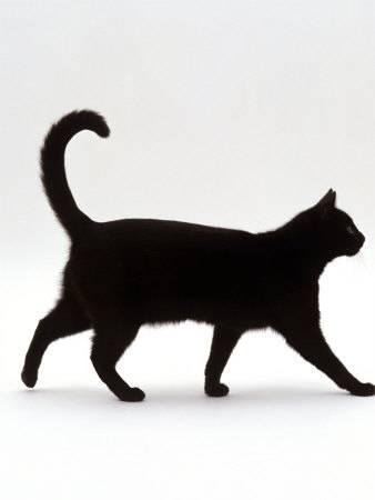 338x450 Domestic Cat, Black Short Hair Male, Walking Profile Photographic