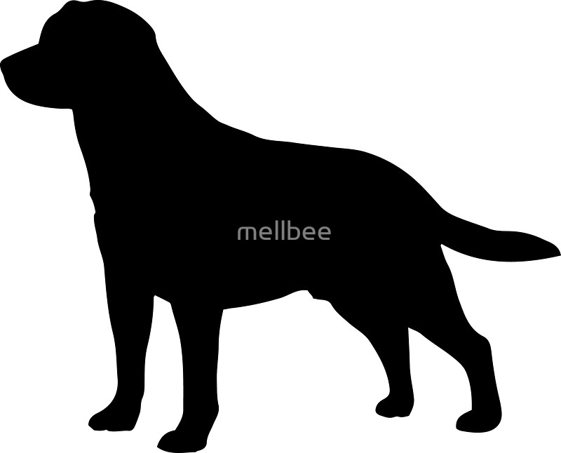 800x646 Labrador Clipart Profile