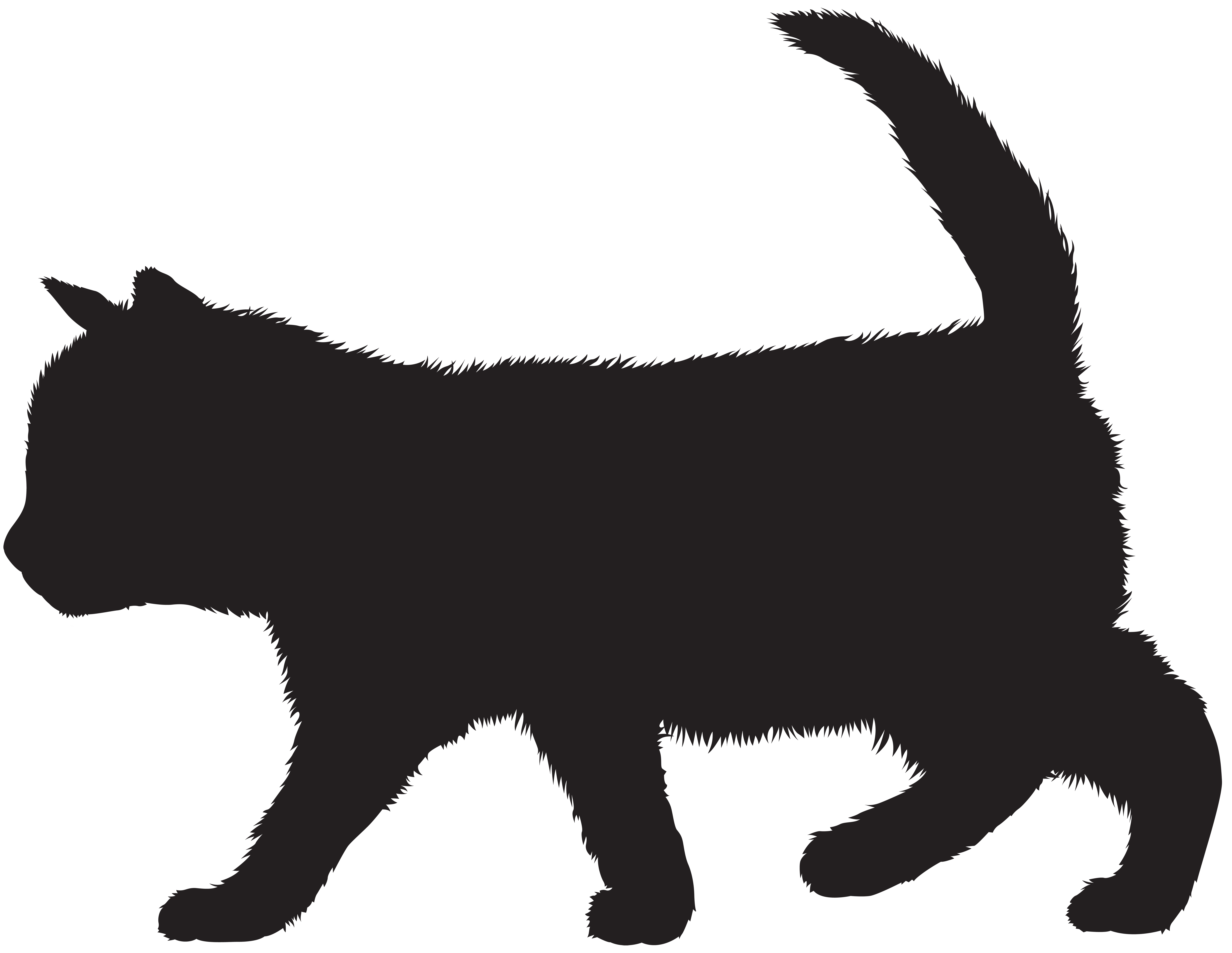 8000x6190 Kitten Black Cat Silhouette