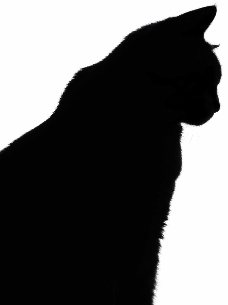 774x1033 Black Cat Silhouette By Miztiry
