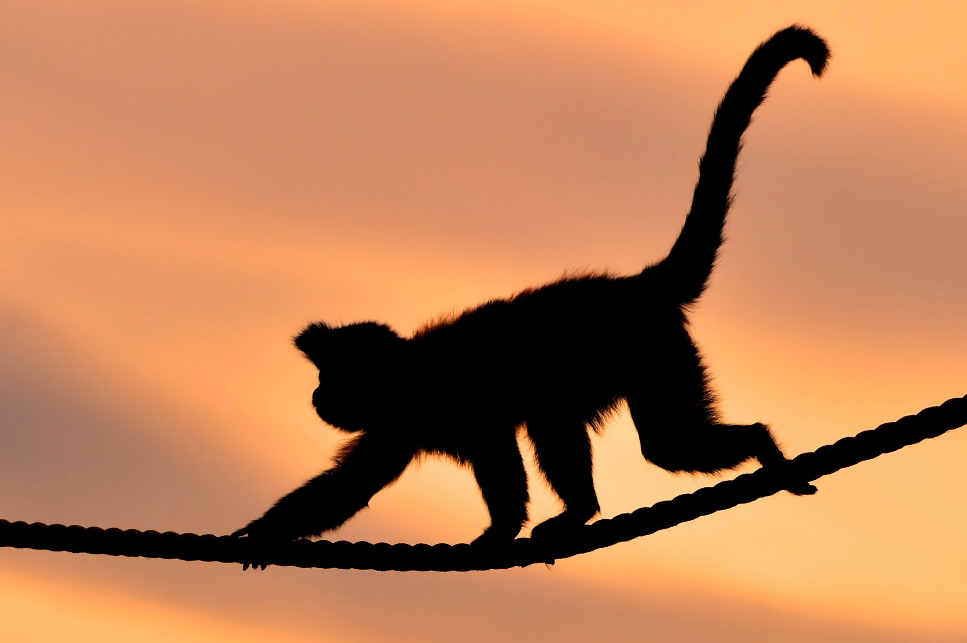 1920x1277 Wallpaper Cat, Animals, Sunset, Silhouette, Ropes, Monkey