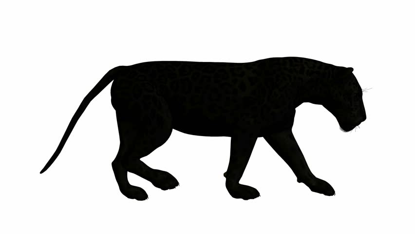 852x480 Cat Walk Cat,walks From Left To The Right.last Sequence Includes