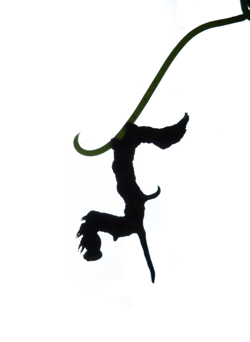 880x1200 Caterpillars As Art Roads End Naturalist