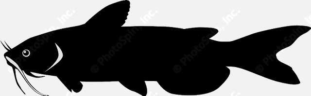 640x199 Catfish Silhouette Clipart