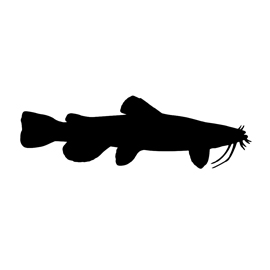 270x270 Catfish Silhouette Stencil Free Stencil Gallery