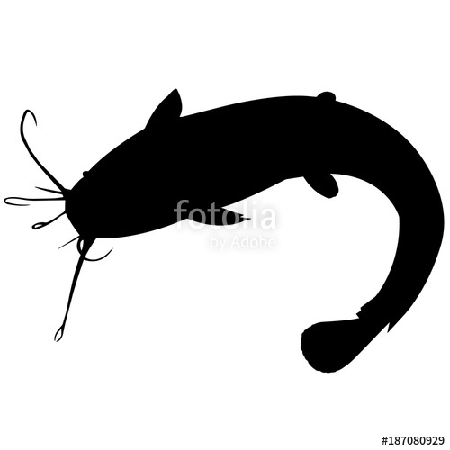 500x500 Catfish Stock Image And Royalty Free Vector Files