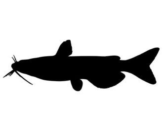 340x270 Image Result For Catfish Silhouette Ashlynn And Perry