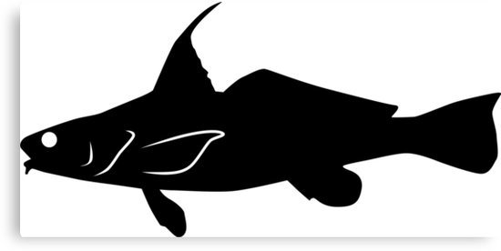 550x276 Kingfish Whiting Fish Silhouette (Black) Canvas Prints By