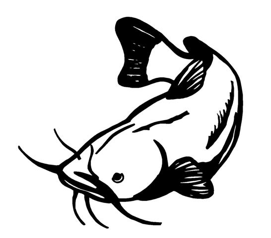 546x480 Catfish Decal Sticker
