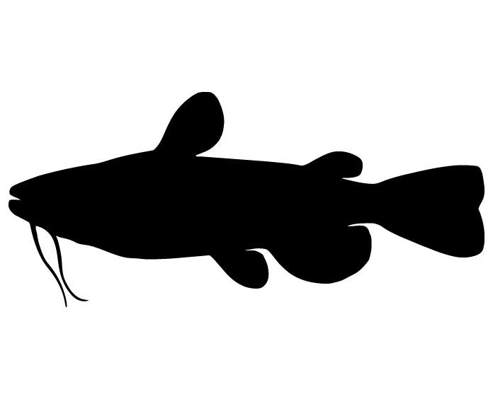 696x564 Catfish Decal My Fish Decals