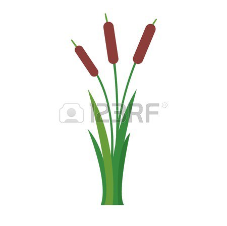 450x449 Cattail Plant Clipart