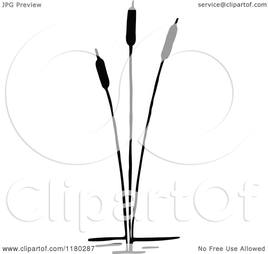 1080x1024 Clipart Of A Retro Vintage Black And White Cattail Plant