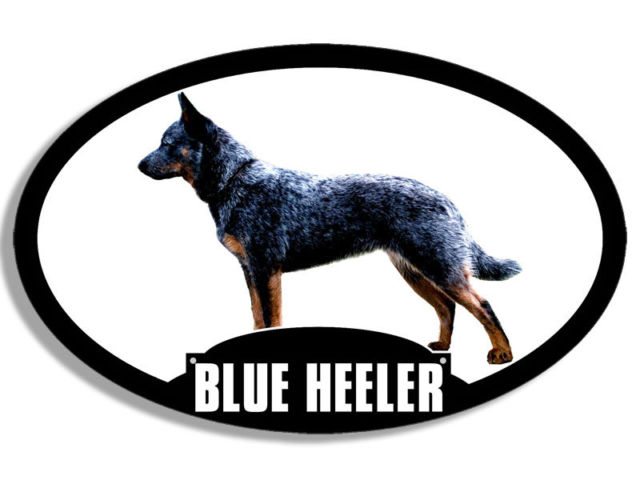 640x480 3x5 Inch Oval Blue Heeler Sticker
