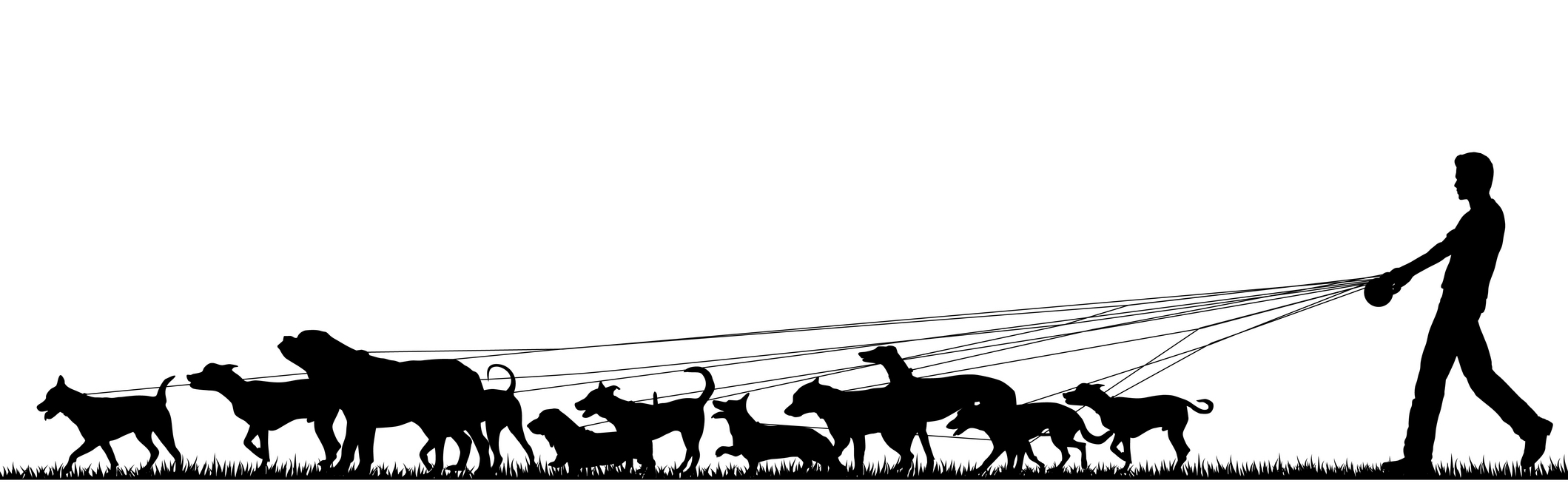 2119x661 Dog Walker In Sandton