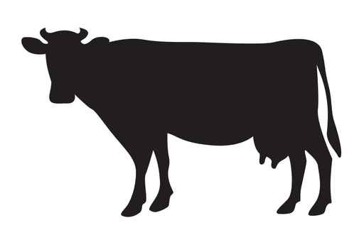 512x345 Cow Silhouette Isolated On White Wall Decal Wallmonkeys