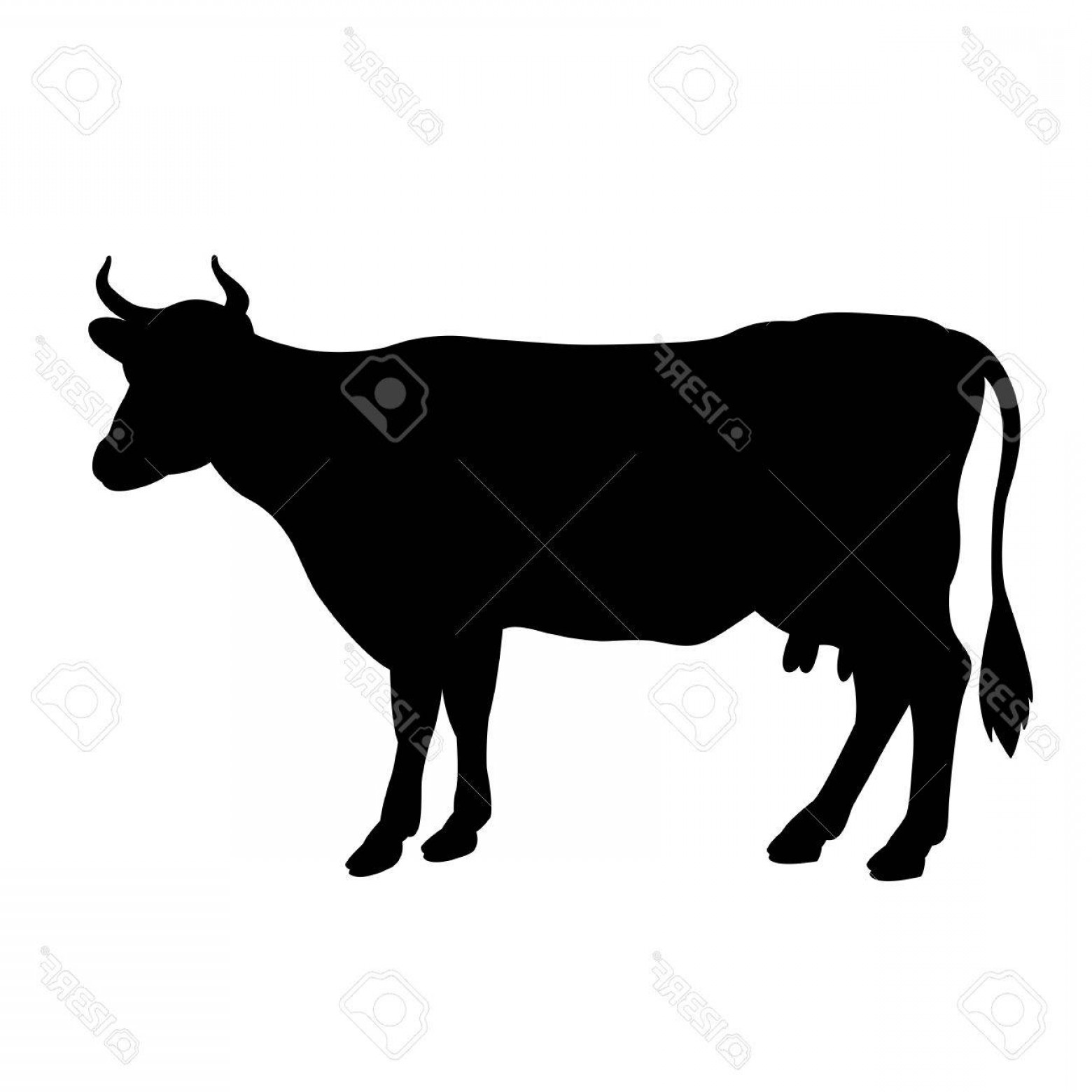 1560x1560 Artistic Photostock Vector Black Cow Silhouette Isolated