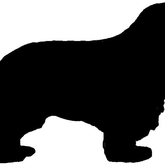 550x550 77 Best Cavalier King Charles Spaniel Images