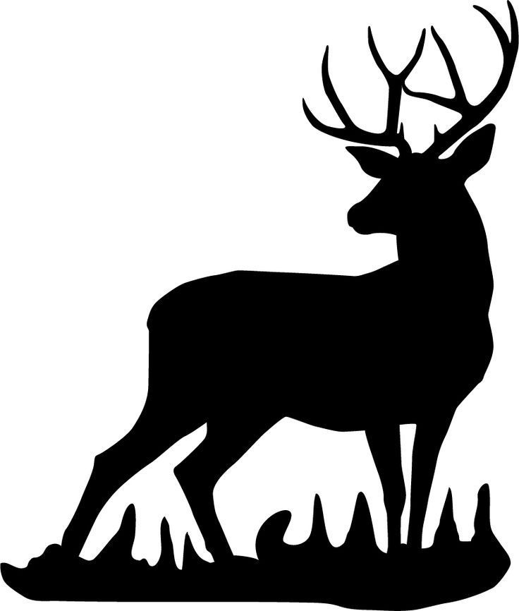 736x866 Deer