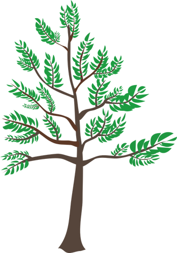351x500 Young Cedar Tree Illustration Public Domain Vectors