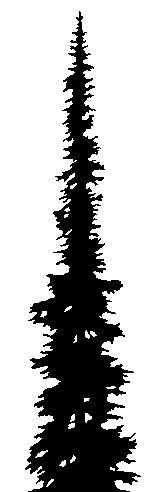 166x492 Western Red Cedar Tree Silhouette