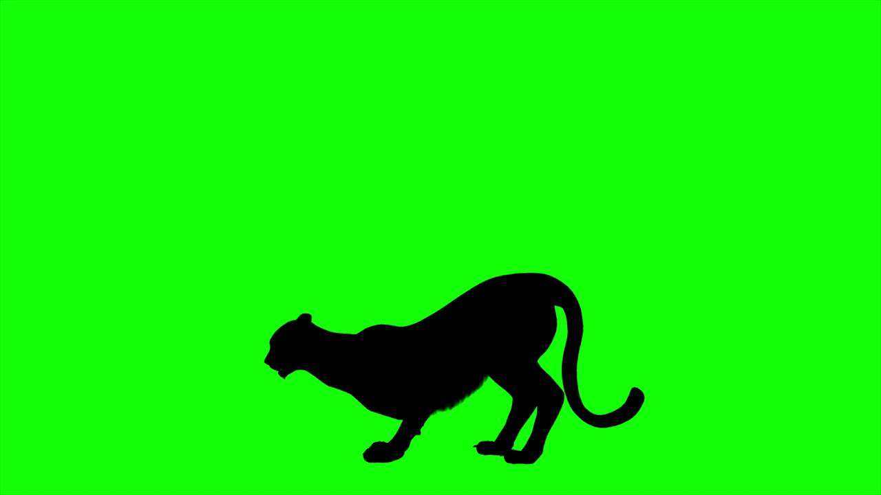 1280x720 Free Hd Video Backgrounds Cheetah Silhouette Eating On Green