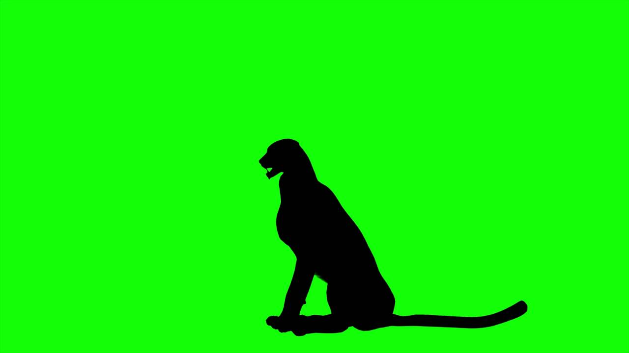 1280x720 Free Hd Video Backgrounds Cheetah Silhouette Idle Sit On Green