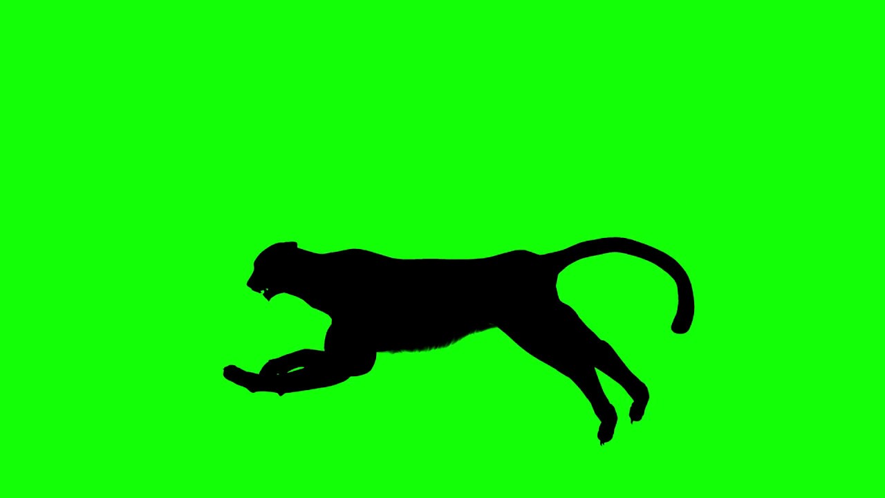 1280x720 Free Hd Video Backgrounds Cheetah Silhouette Running On Green
