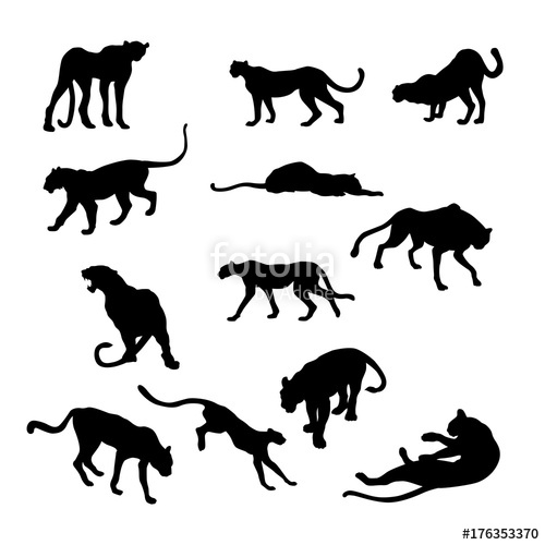 500x500 Cheetah Vector Illustration Black Silhouette Big Set Stock Image