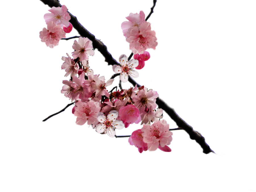 900x675 Cherry Blossom Clipart Cerry